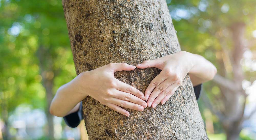 people-love-tree respect de la forêt